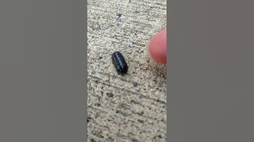 Roly-Poly Rolls up into a ball