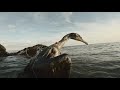 Spearfishing NY - dead cormorant