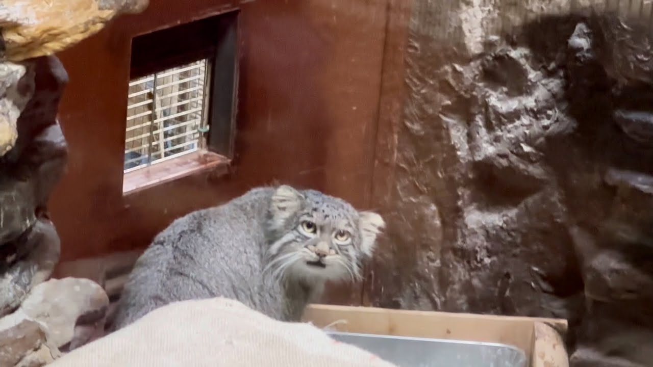 かとうゆみ　マヌルネコ かとうゆみ マヌルネコ