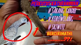 Download Perkutut Korowelang Dengan Sriwiti Video MP3 Perkutut Korowelang Dengan Sriwiti