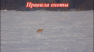 Охота на лисицу  Правила охоты