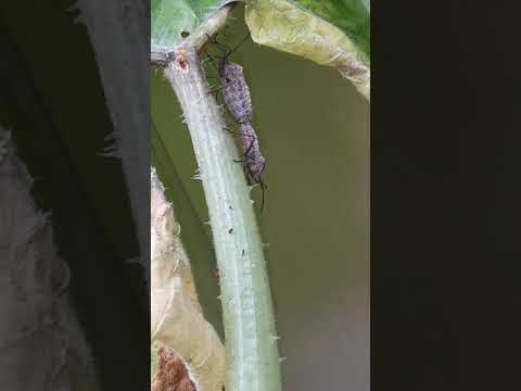 Squash Bugs! - YouTube