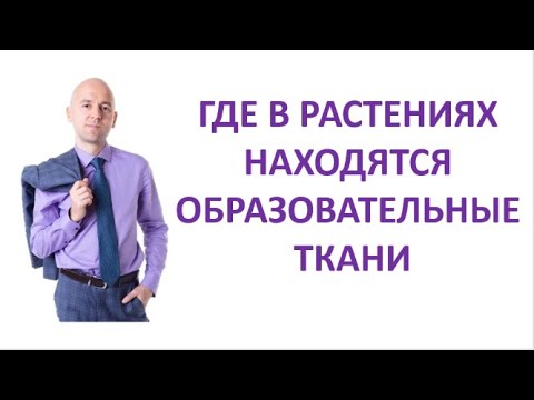 3. Где в растениях находятся образовательные ткани?