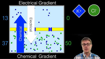 Electrochemical Gradient
