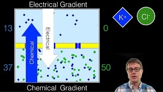 Electrochemical Gradient