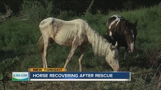 Horse Recovering After Rescue