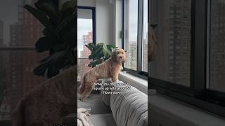 Have you seen you? #dogs #shorts #goldendoodle #labradoodle #funnydog #nyc #apartment #puppy