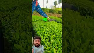 Portable tea picker tool #shortsfeed #inventiontech #shortsviral #shorts #trending #tealeaf