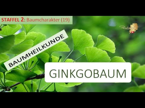 Video: Ginkgobaum-Sorten – Erfahren Sie mehr über verschiedene Arten von Ginkgobäumen