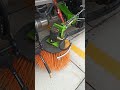 Shacman 4x2 LHD 5ton customized road sweeper truck street cleaning truck For sale #roadsweeper