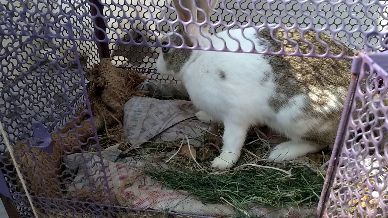 How to care rabbits 