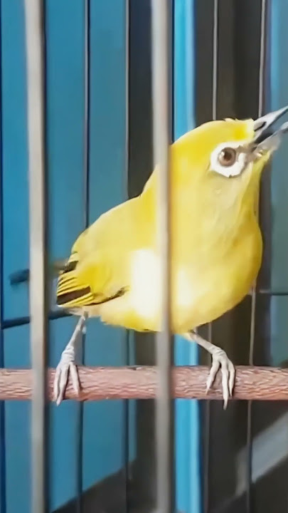 TEMBAKAN PALING NGERI - PLECI BARA - MARKAS TJM #plecigacor