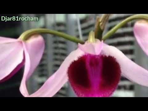 Giả Hạc đột biến / mặt Hoa có giá Trị ,lên trăm triệu và tỷ đồng