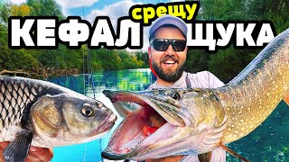 КЕФАЛ срещу ЩУКА по 6кг. в кристална река недокосвана от човека!