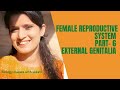 female reproductive system part 6/class 12biology.
