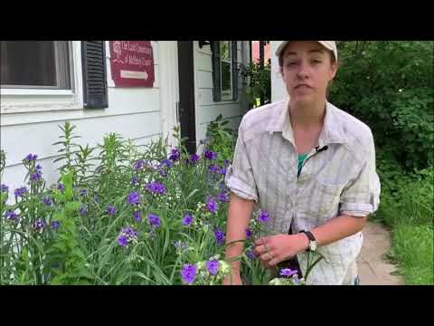 Wideo: Uprawa Spiderworts: Jak rosnąć i pielęgnować rośliny Spiderwort