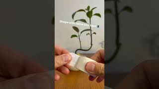 membuat Bonsai alpukat dari semai biji #shorts #viral #trending #bonsai #alpukat