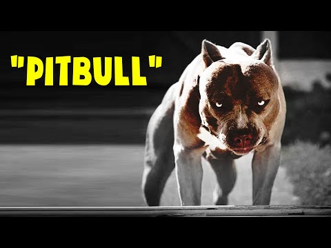 Video: Top 5 sai lầm của chủ sở hữu Pit Bull