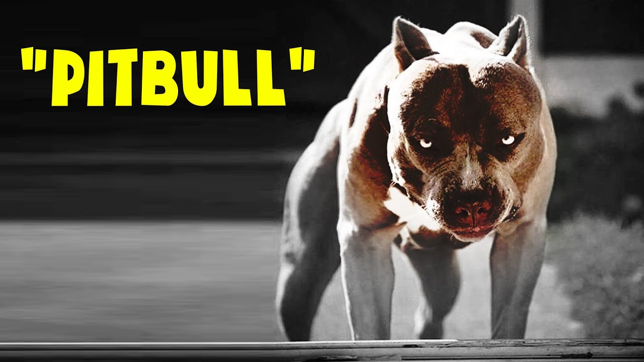 Tìm hiểu tiêu chuẩn giống chó Pitbull 2021 - Blog yêu chó cảnh ...