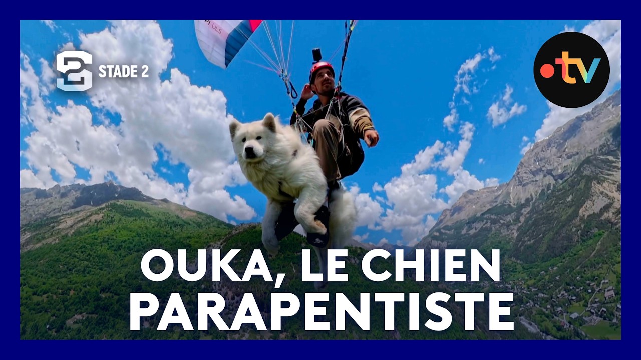Ce chien survole les Alpes EN PARAPENTE (Grand format)