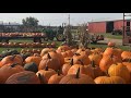 Harvesting Pumpkins 2020!