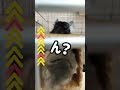チンチララブラブ夫婦(新入チビチンチラはコメント欄から見てね！) #shorts #チンチラ #さおりん小動物園 #概要欄を見てね