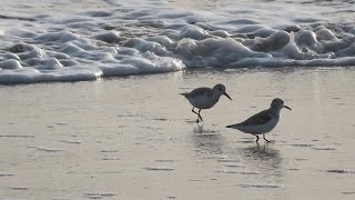 Immature Spotted Sandpipers running on the beach