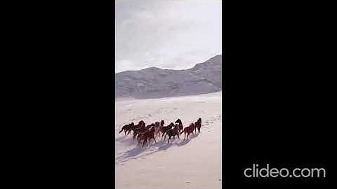 سورة الاخلاص ارح سمعك احمد الهجمي