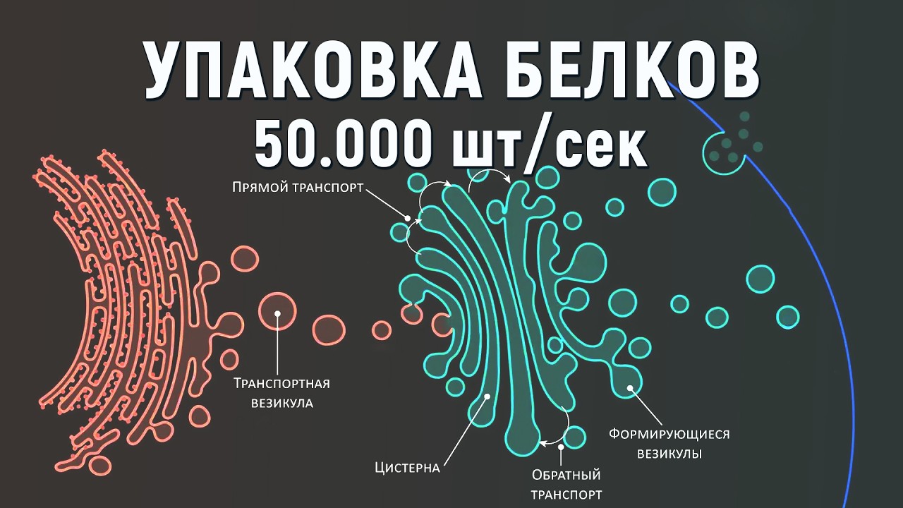 Экскурсия по аппарату Гольджи. Отправка белков и жиров по адресу в клетке