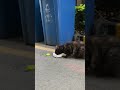Cat is too cute even beside of garbage bin#cat