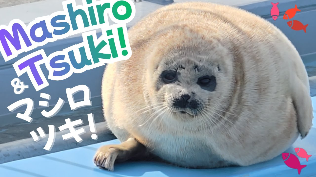 Okhotsk Tokkari Center Seal Land Ringed Seals Mashiro and Tsuki! 🦭💖 オホーツクとっかりセンター アザラシランドのマシロとツキ🦭💖✨