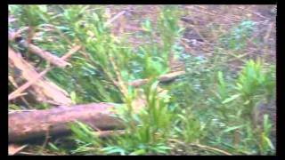 SALTO CARPE II - FLORENTINO AMEGHINO - MISIONES