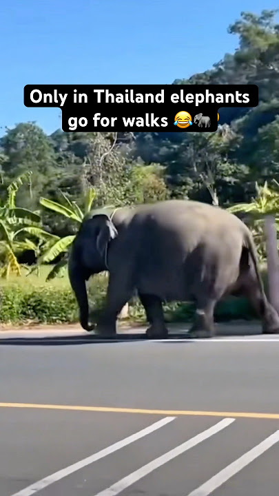Only in Thailand elephants go for walks 😂🐘 #shorts #bangkok #funny