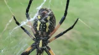 absolutely huge Garden Spider