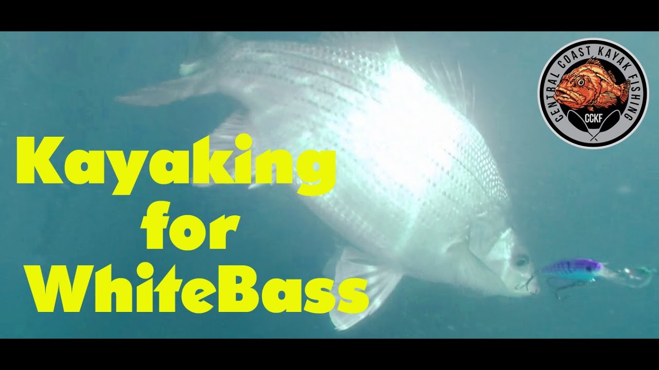 Kayak Fishing - White Bass From Hobie Kayaks 