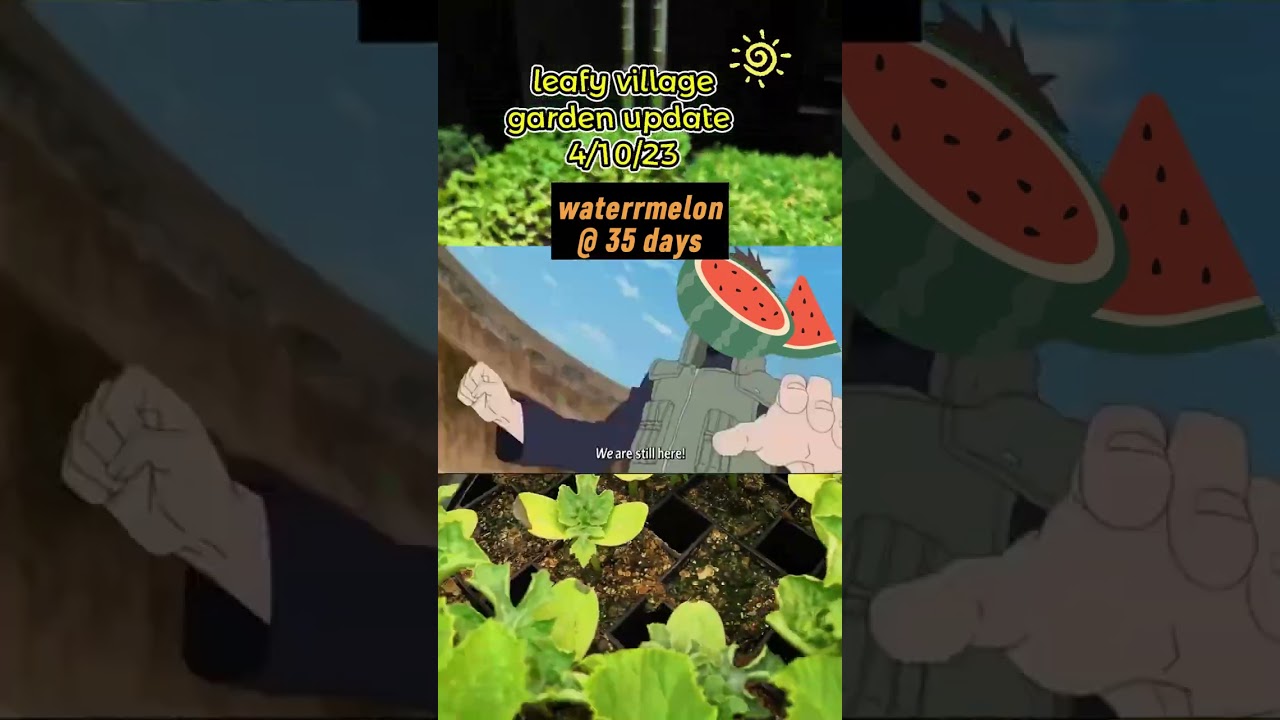 plant progress part 2 (growing vegetables indoors)