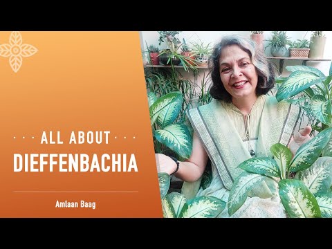 Video: Dieffenbachia: benefit and harm. Dieffenbachia: signs