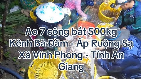Ao 7 công bắt 500kg tôm càng tại kênh Bà Đầm - Ấp Ruộng Sạ - Xã Vĩnh Phong - Tỉnh An Giang