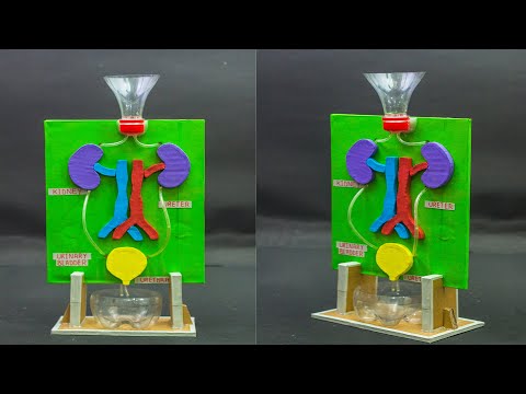 School Science Projects | Kidney Working