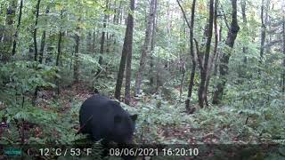 Black bear in Lamoille County VT (recorded 9/22/2022)