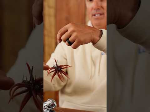 How To Rig Your MaxScent Moeba w/ @EdwinEversfishing