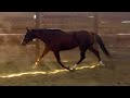 SOLD Winsome Rose - 16.1h 5 year old TB mare - located in California - four figure sale price