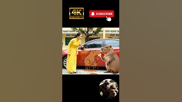 Minh béo chơi xấu đổ tội cho Capy vẽ bậy lên xe của thầy hiệu trưởng và cái kết 🤣🤣#viral #capybara