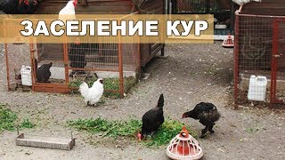 Подготовка перед заселением кур