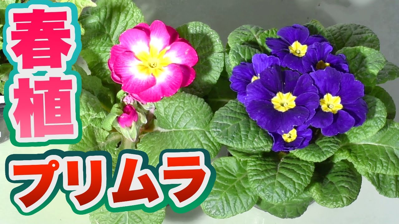 ガーデニング】プリムラジュリアン 寄せ植え - YouTube