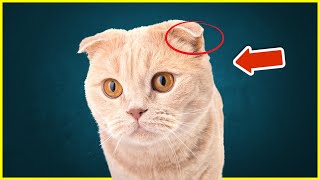Scottish Fold Cat  THIS Is Why You Should NEVER Buy It!