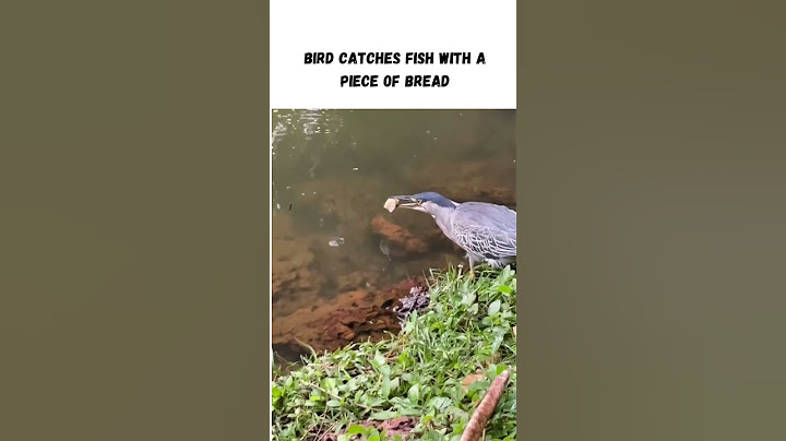 Bird Catches Fish With A Piece Of Bread #shorts