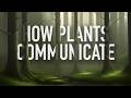 Plant Communication Quiz