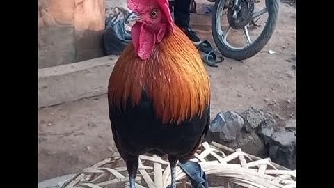 ขายไก่ต่อออ่น muag qaib dib mos qua zoo