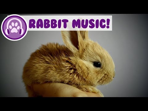 Music for Rabbits! Calm and Soothe Your Rabbit and Stop Anxiety!